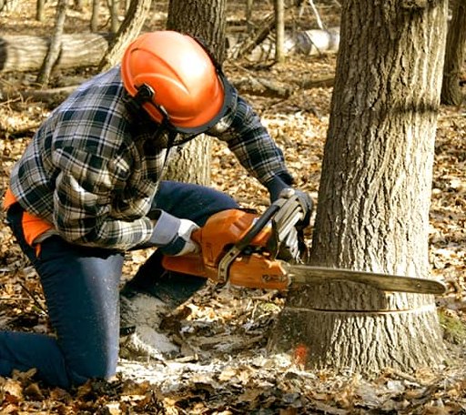 Tree Removal in Ottawa Lake, MI